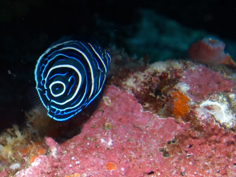 Hin Muang, Emperor Angelfish (juvenile)